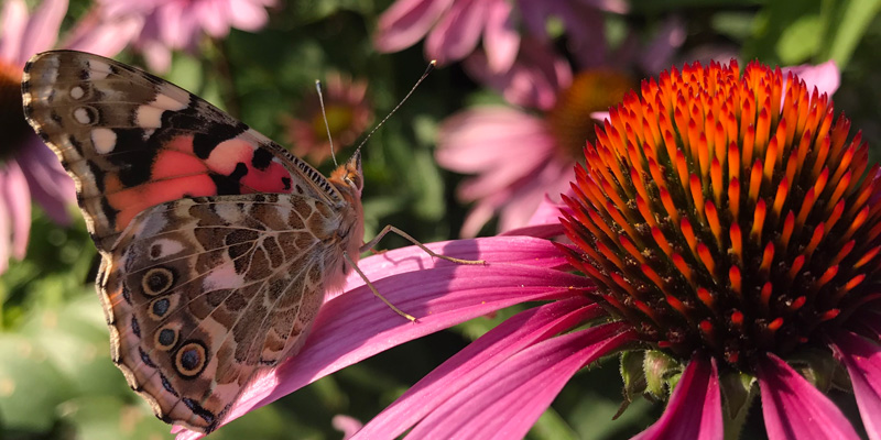 Skötsel av er trädgård
