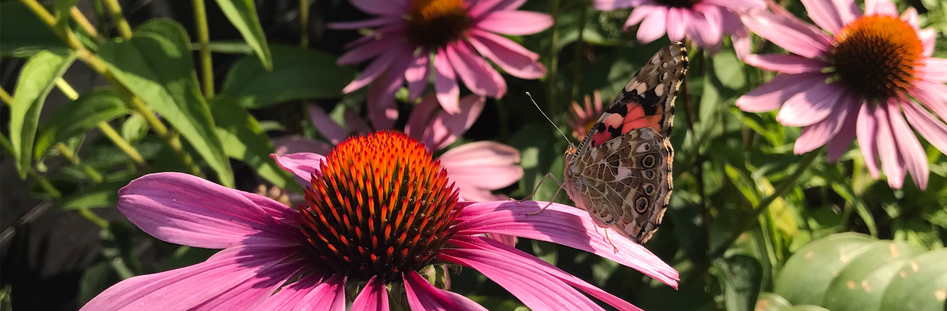 Charlottes Trädgårdsdesign